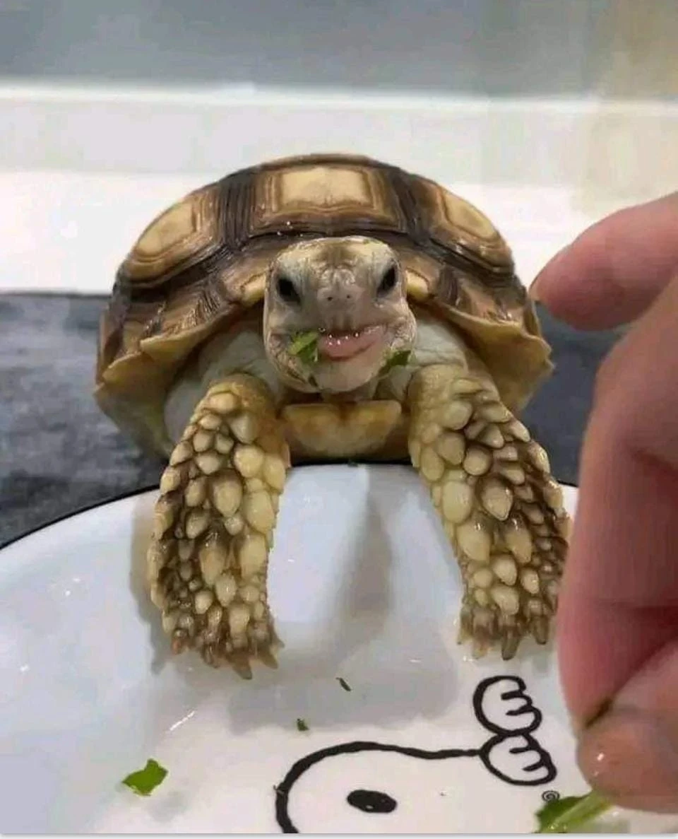 Sulcata Tortoise available for sale