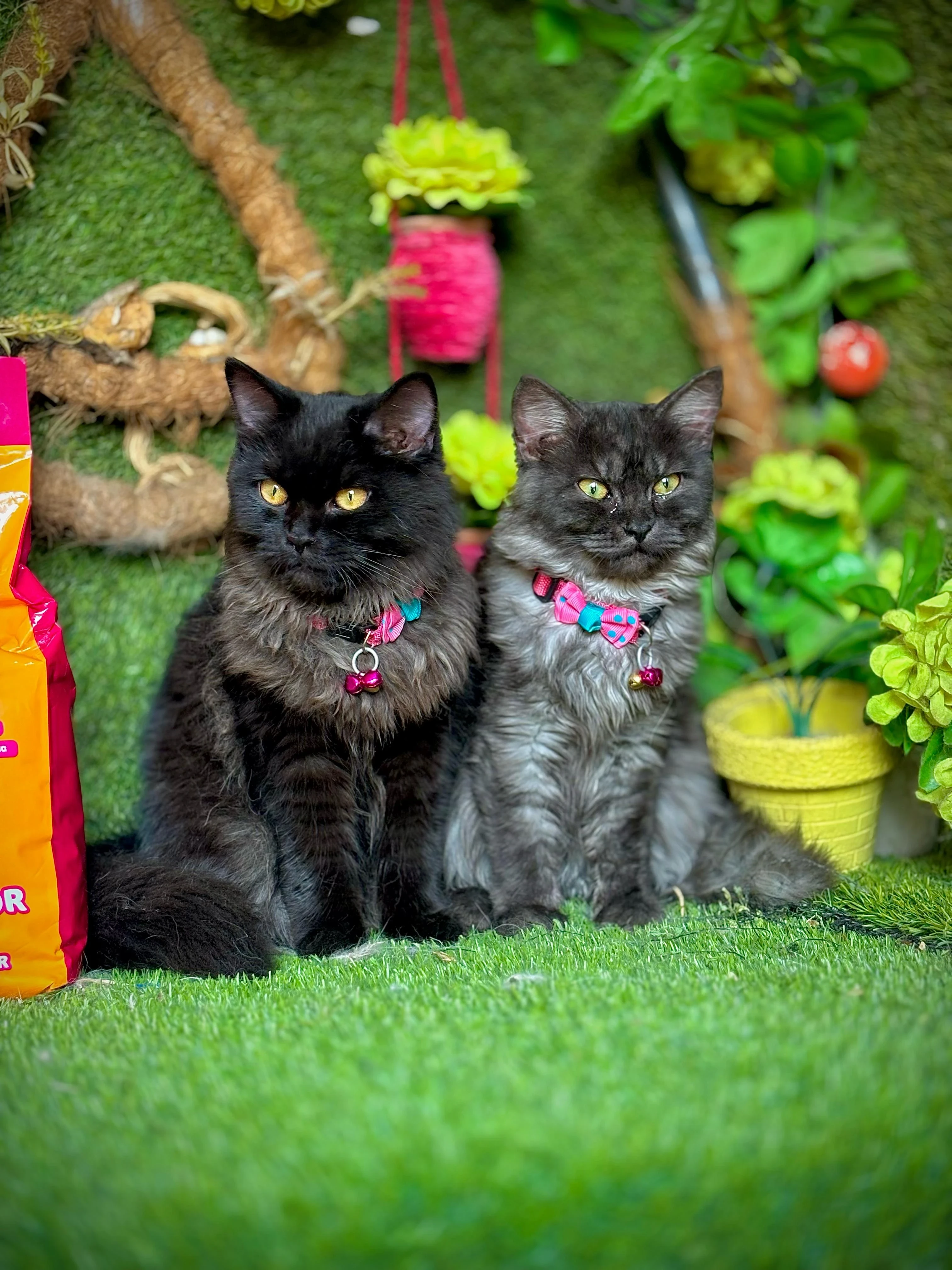 Pure Persian kittens available for sale