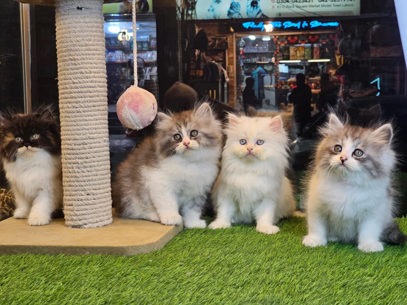 Pikkie Persian kittens available for sale