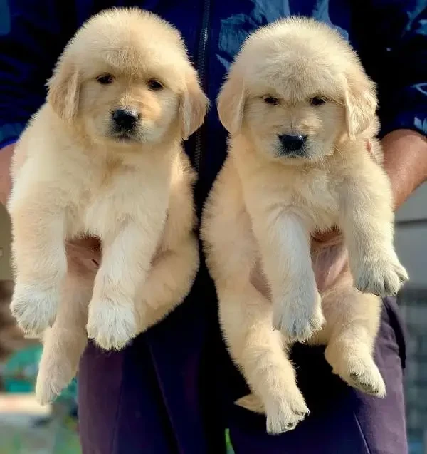 Golden Retriever puppies available for sale