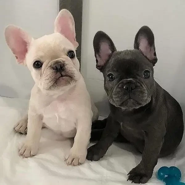 French Bulldog puppies available for sale