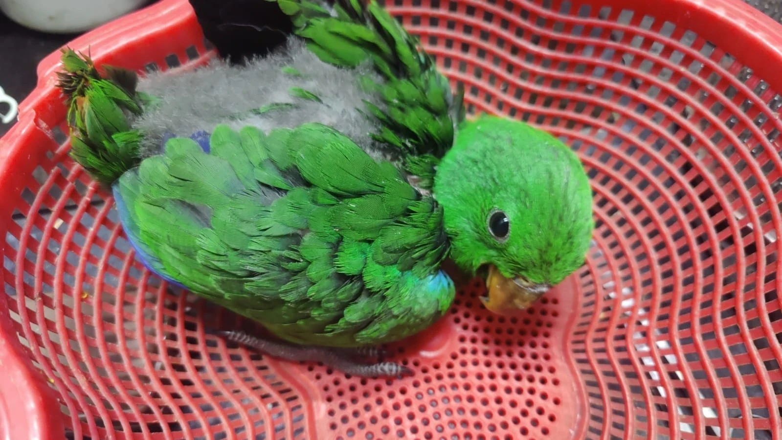 Ringneck parrots available for sale