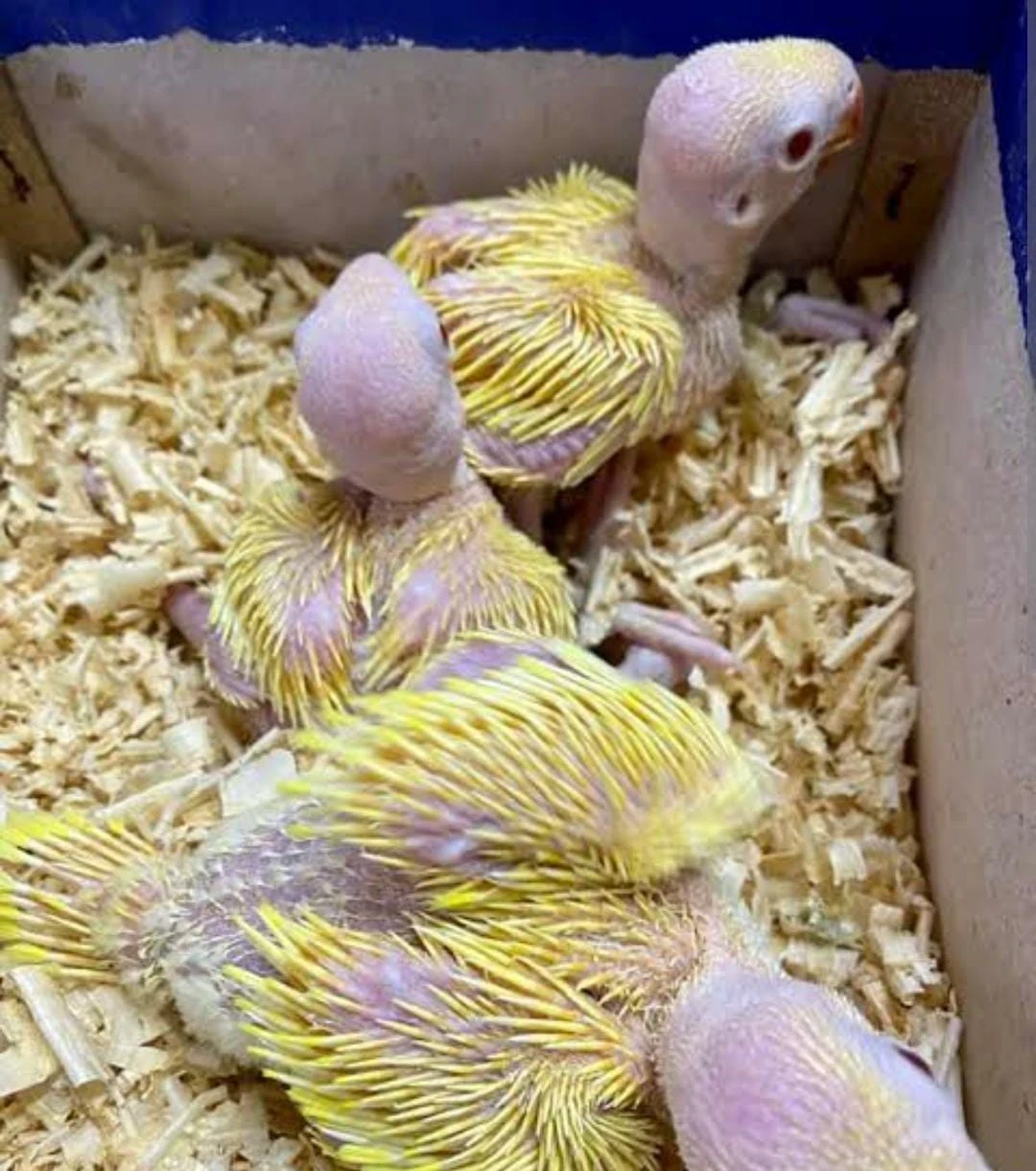 Ringneck parrots available for sale