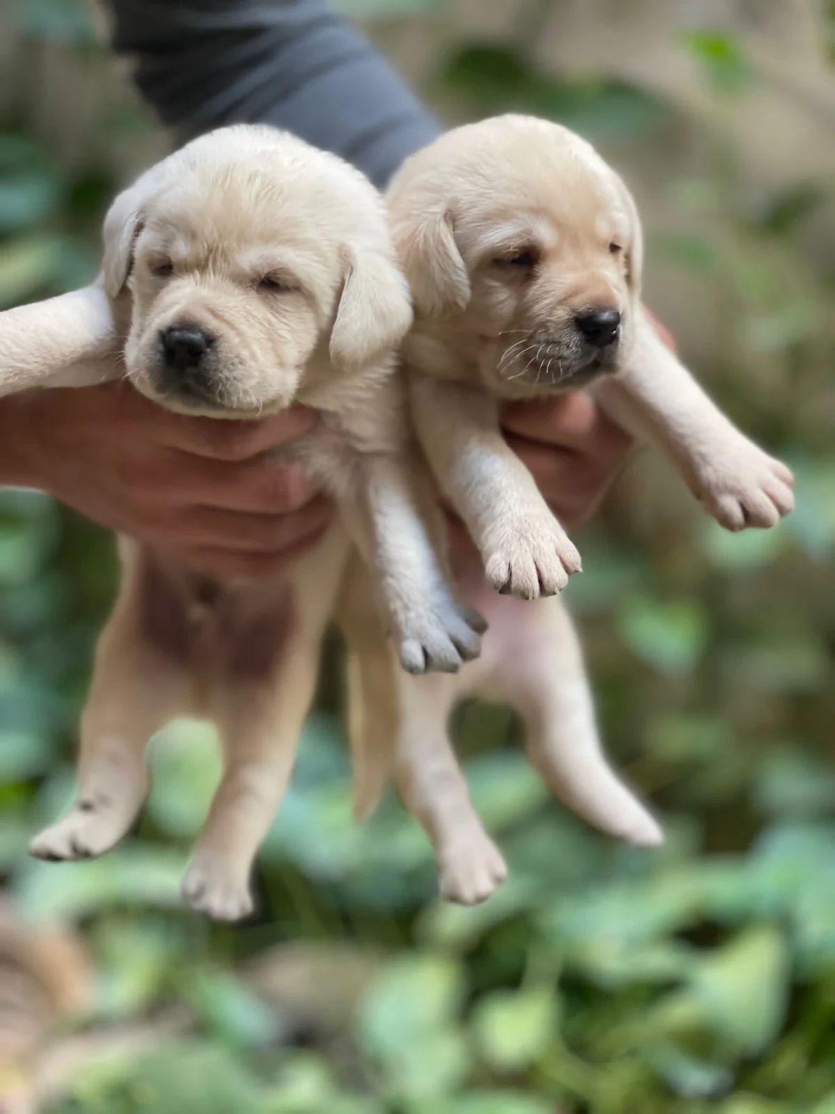 Labrador puppies available for sale