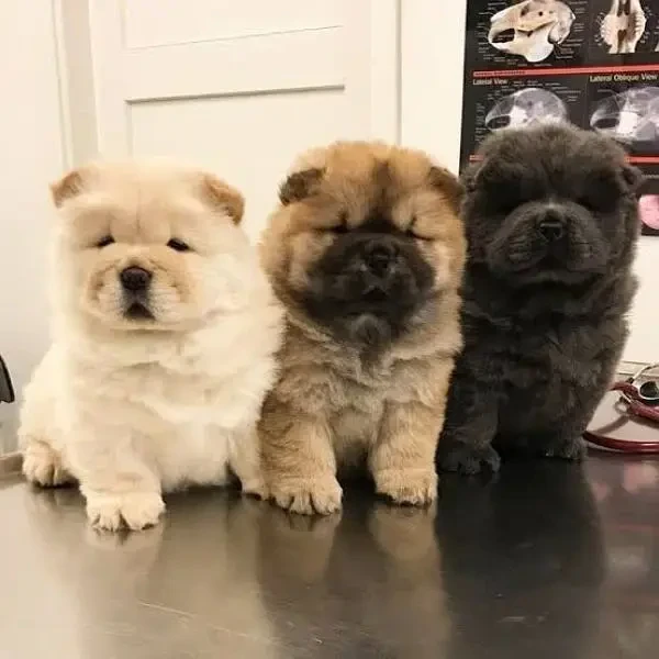 Chow Chow puppies available for sale