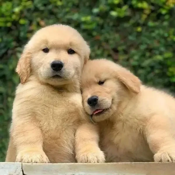 Golden Retriever puppies available for sale