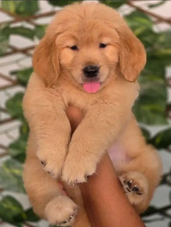 Golden Retriever Puppy