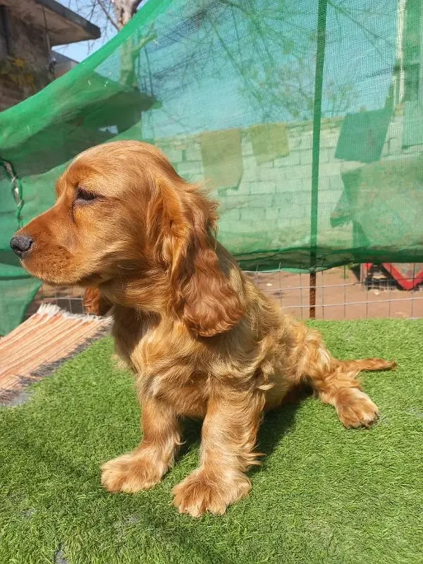 English Cocker Spaniel-Image 1