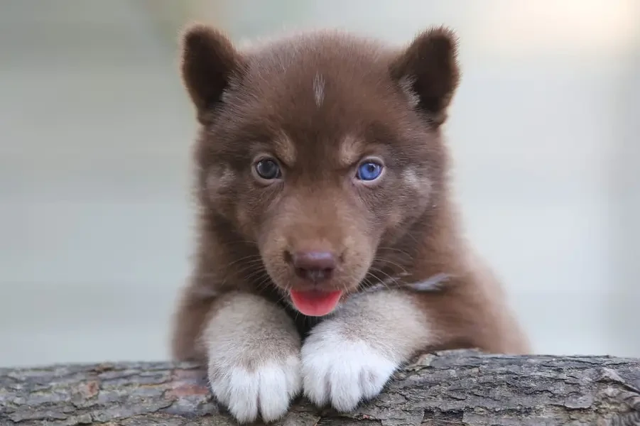 Siberian Husky pair-Image 1