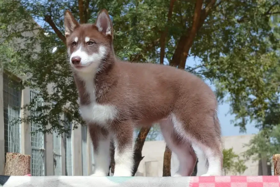 Siberian Husky pair-Image 2