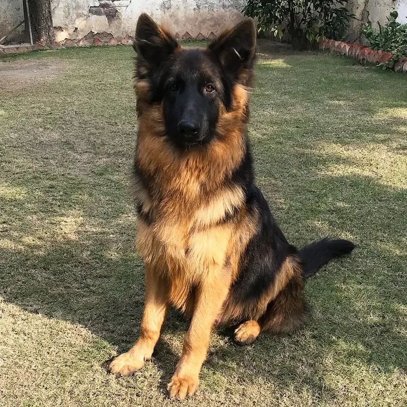 German Shepherd Male Long Coat-Image 1