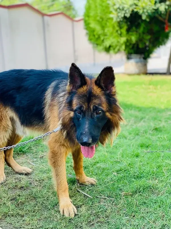 German Shepherd Long Coat-Image 1