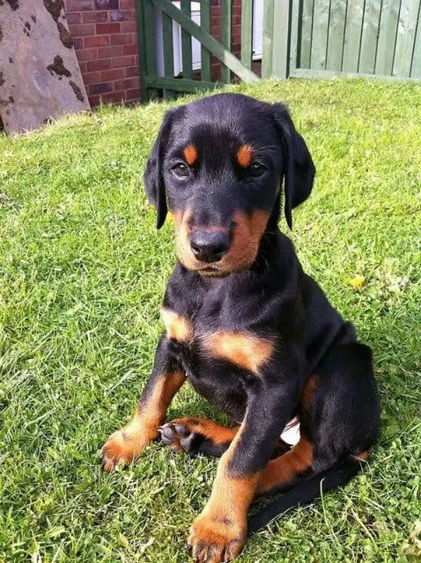 Dobermann Puppy-Image 1