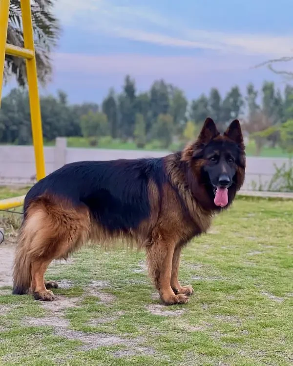 German Shepherd dog-Image 1