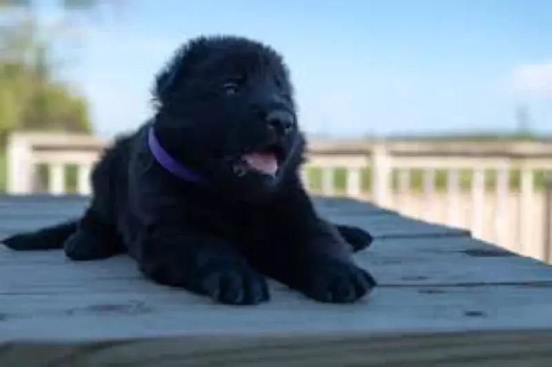 Pedigree long coated Black German Shepard puppy