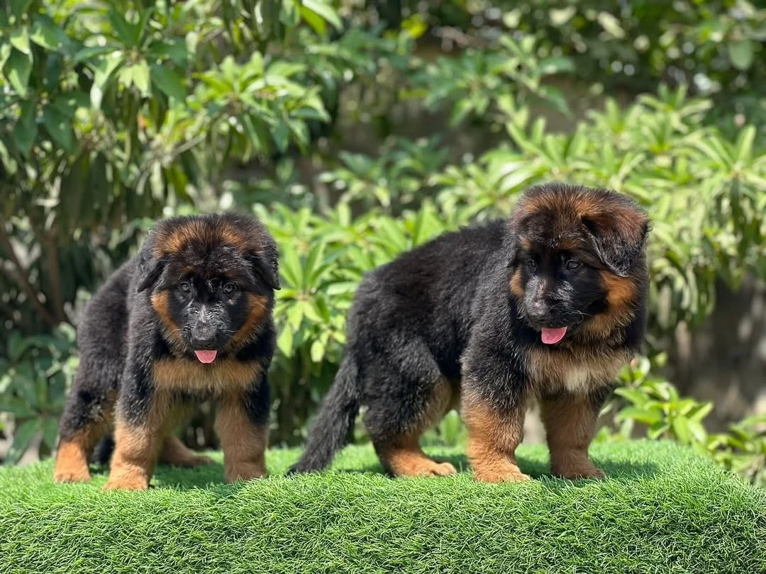 German Shepherd puppies available for sale