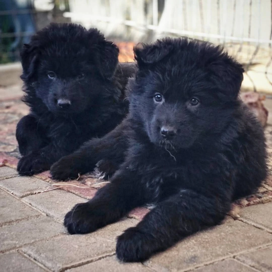 Black German Shepherd available for sale