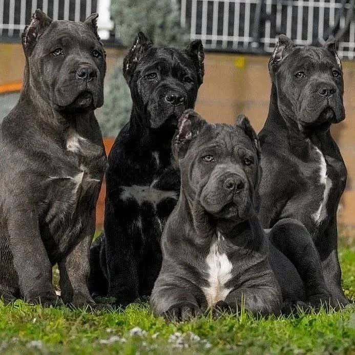 Cane Corso available for sale