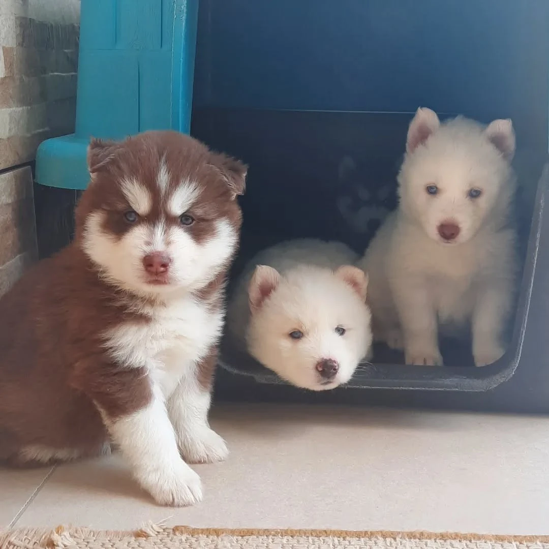Siberian Husky wooly coat puppies available for sale