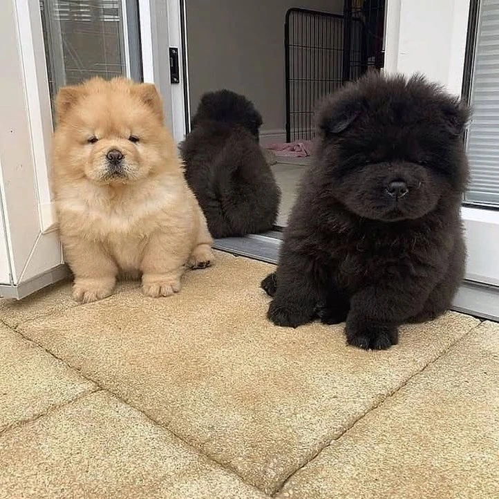 Chow Chow puppies available for sale
