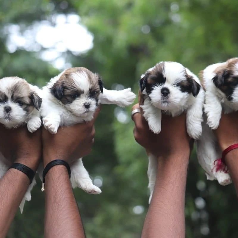 Shih Tzu puppies available for sale