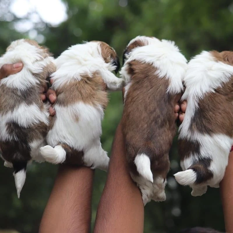 Shih Tzu puppies available for sale