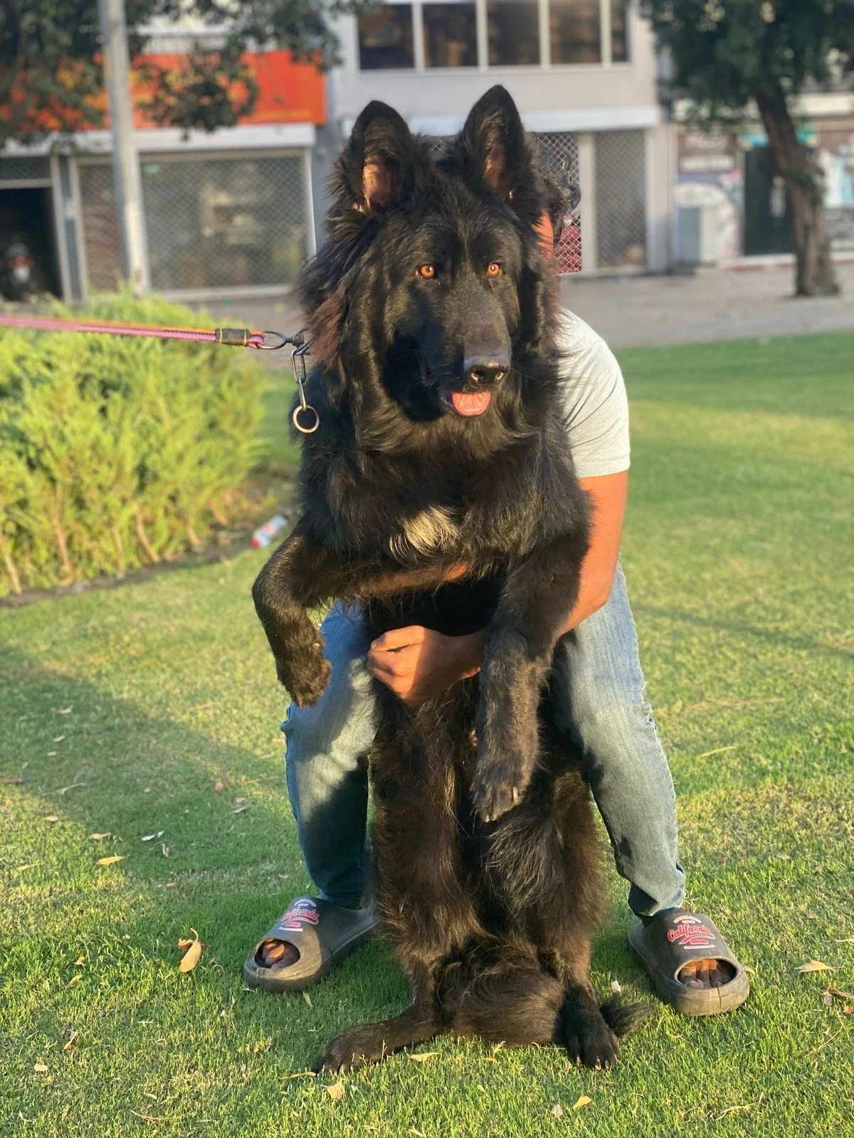 Black German  Shepherd available for sale