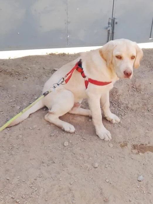 Labrador male puppy available for sale