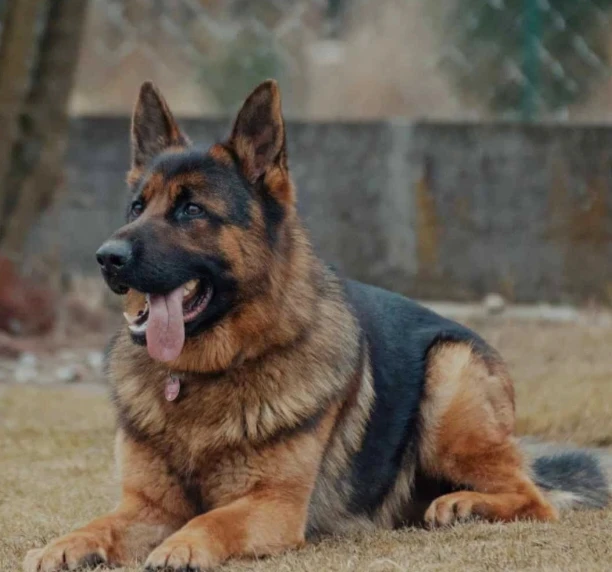 German Shepherd available for sale stud