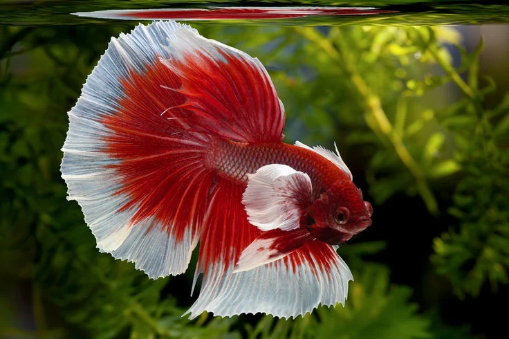 Betta Fish | Betta Fish For sale | Fish For Aquarium | Live Fishes
