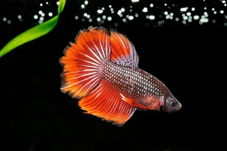 Betta Fish | Betta Fish For sale | Fish For Aquarium | Live Fishes
