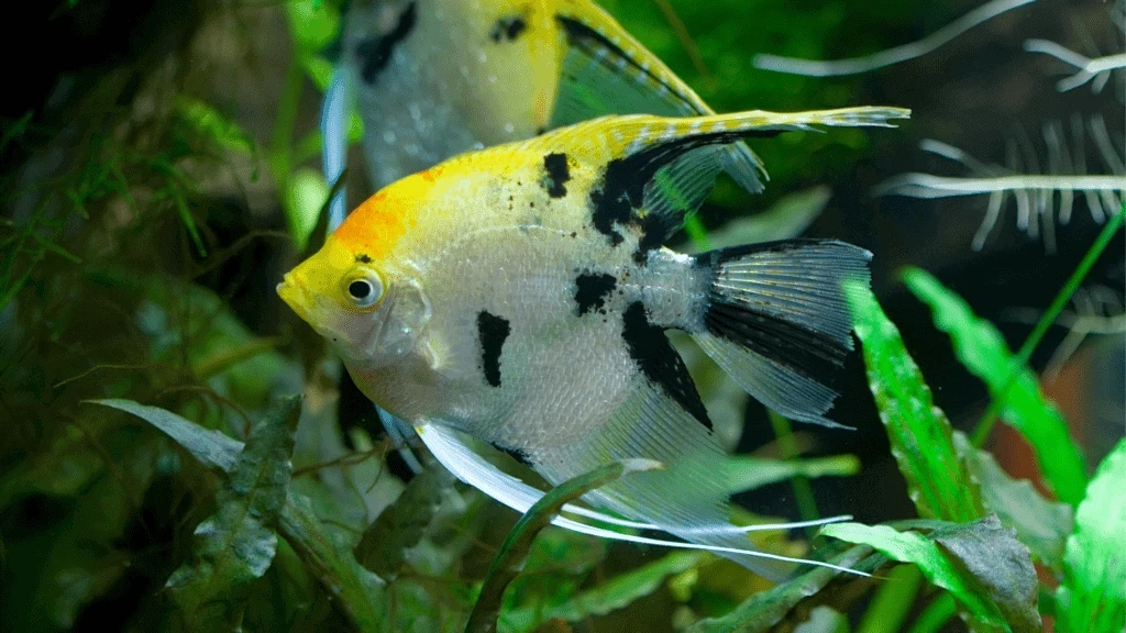 Gold-Marble-Angelfish | Fish For Sale | live Fishes
