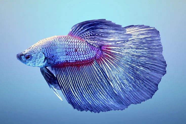 Betta Fish Available for Sale | Betta | Betta fish | Aquarium Fish