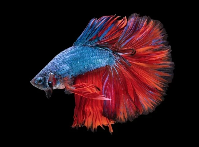 Betta Fish Available for Sale | Live Fishes