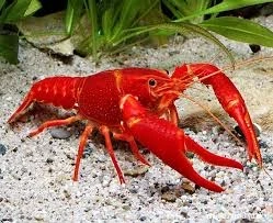 Red Lobster | Live Lobster | Lobster For Sale in Pakista