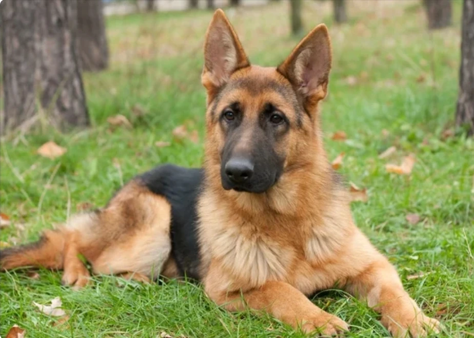 German shepherd for sale-Image 1