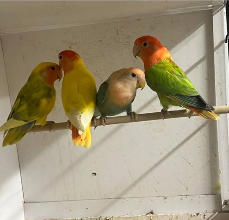 Mixed breed lovebirds wanted