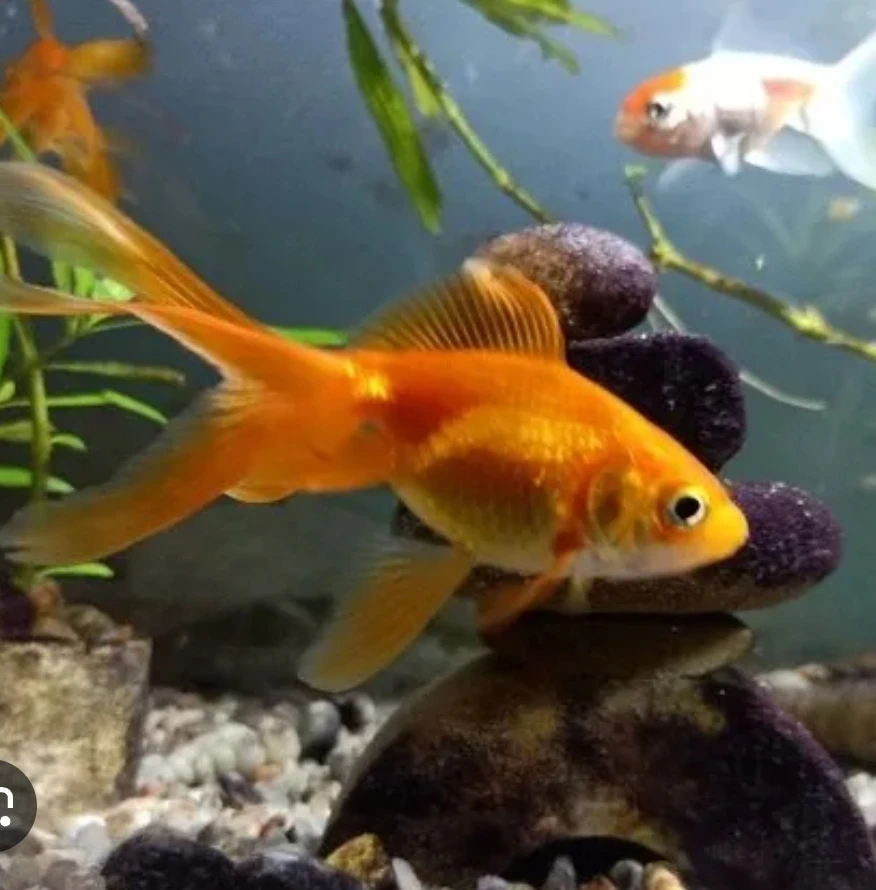 6 Gold fish wanted-Image 1
