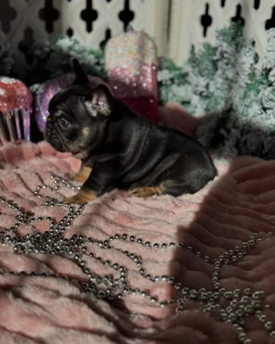 gorgeous litter of french bulldog puppies.-Image 1