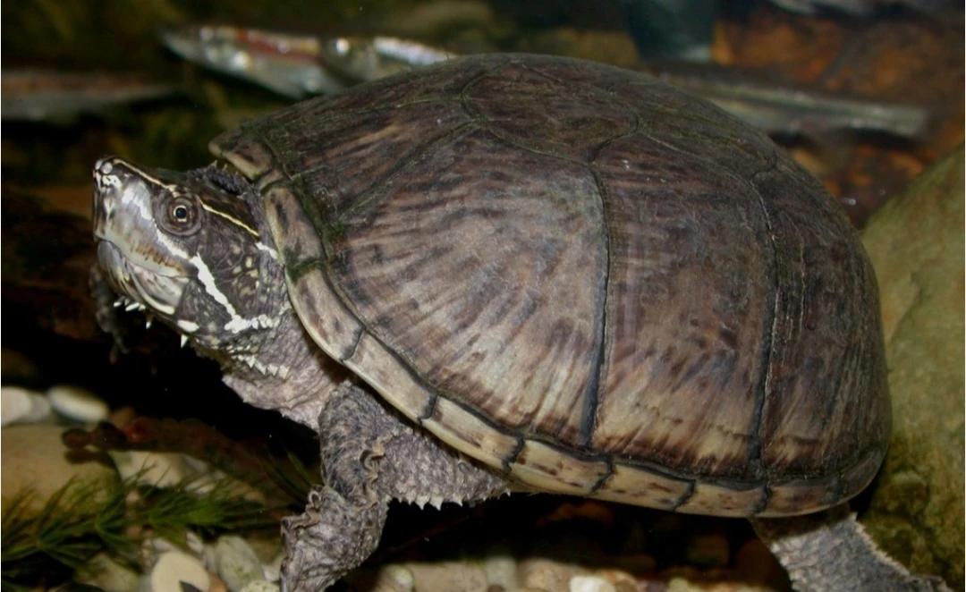 Musk Turtle for sale-Image 1