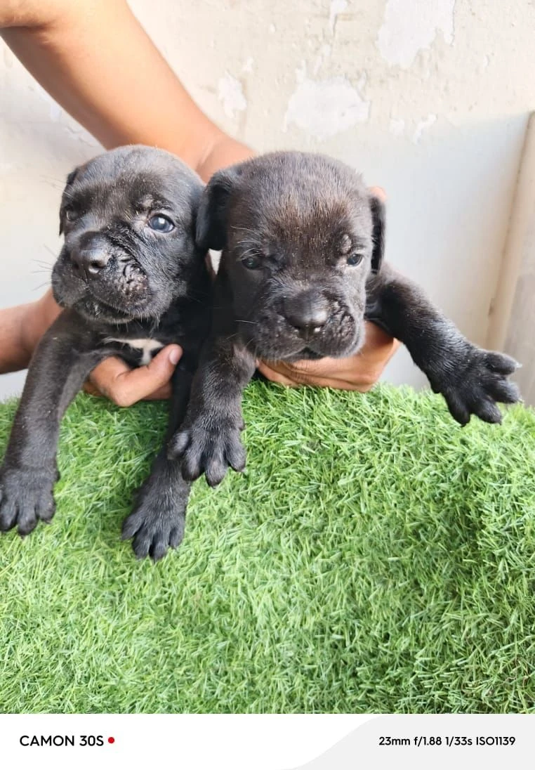 Cane Corso male and female-Image 1