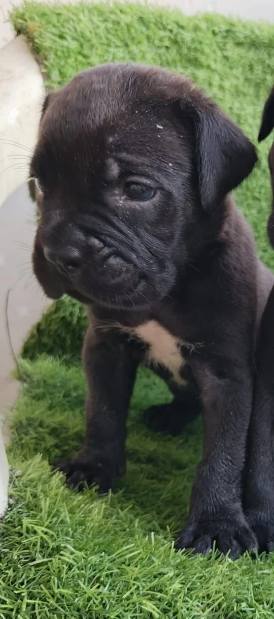 Cane Corso male and female-Image 2