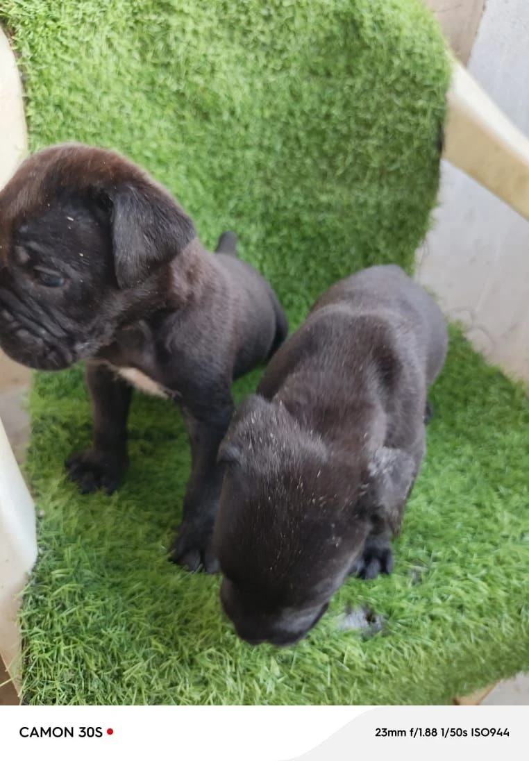 Cane Corso male and female-Image 3