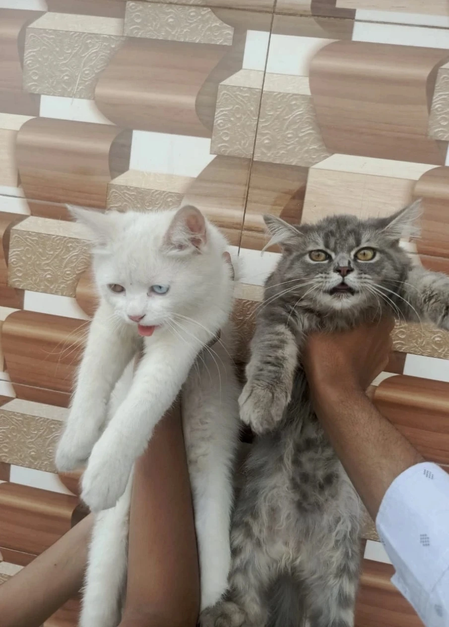 A pair if persian kittens for sale-Image 1