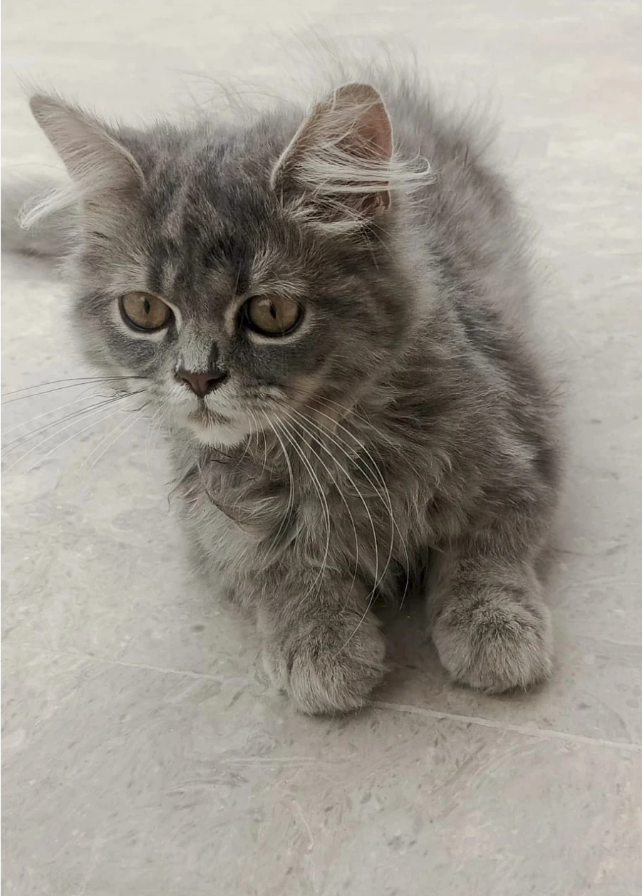 A pair if persian kittens for sale-Image 2