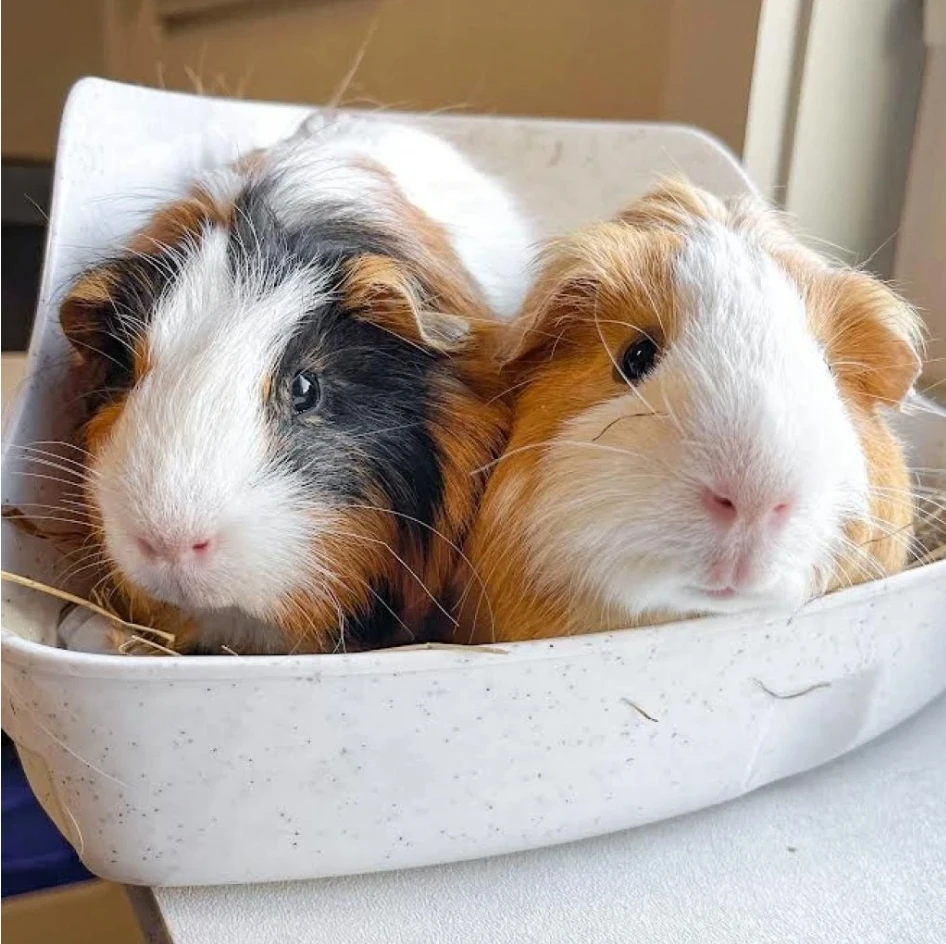 Guinea pigs-Image 1