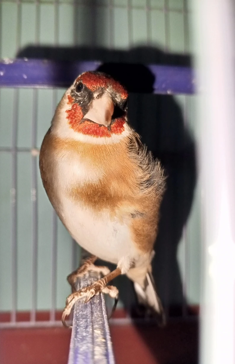 Canary singing goldfinch