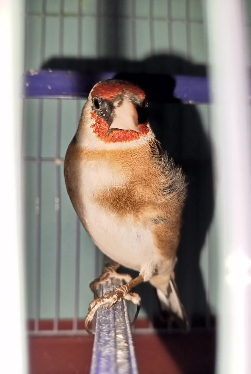 Canary singing goldfinch