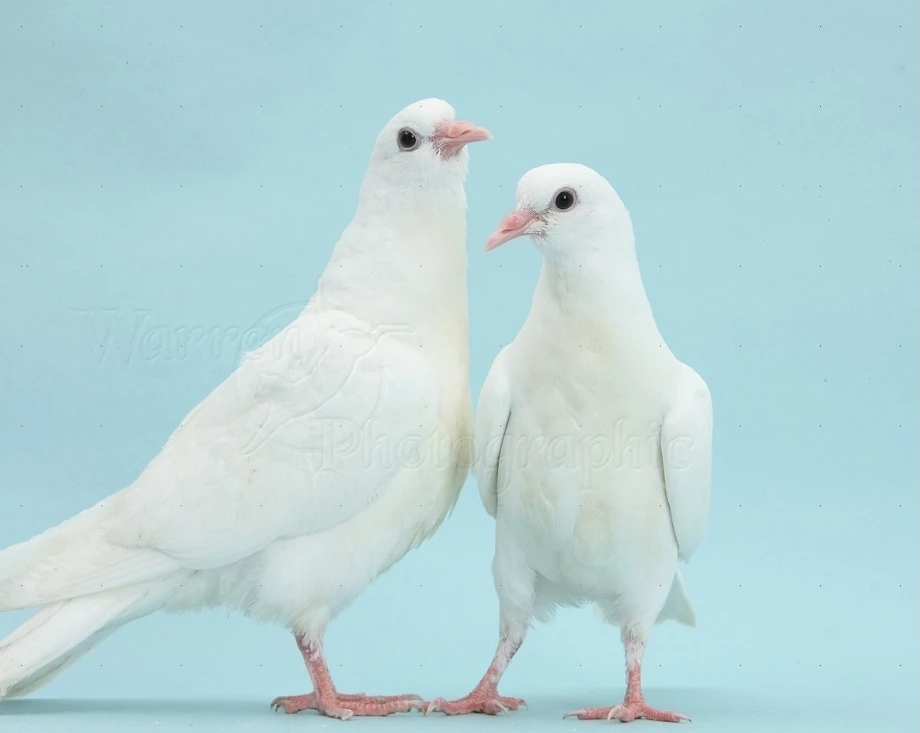 A White Dove pair-Image 1