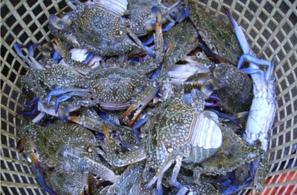 Blue Crabs-Image 1